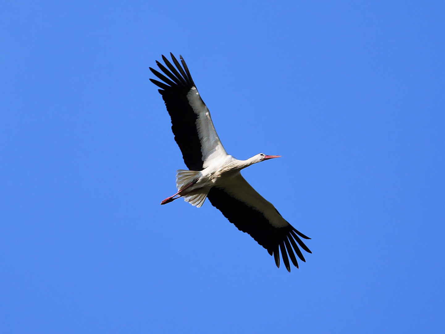 Frühlingsbote Storch