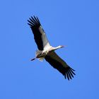 Frühlingsbote Storch