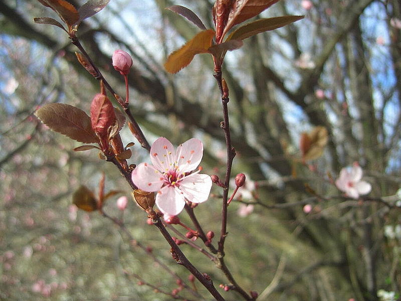 Frühlingsbote Teil 2