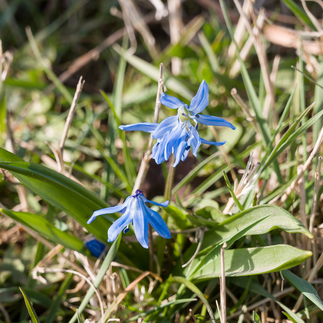 Frühlingsbote V