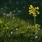 Frühlingsbote Wiesen-Schlüsselblume