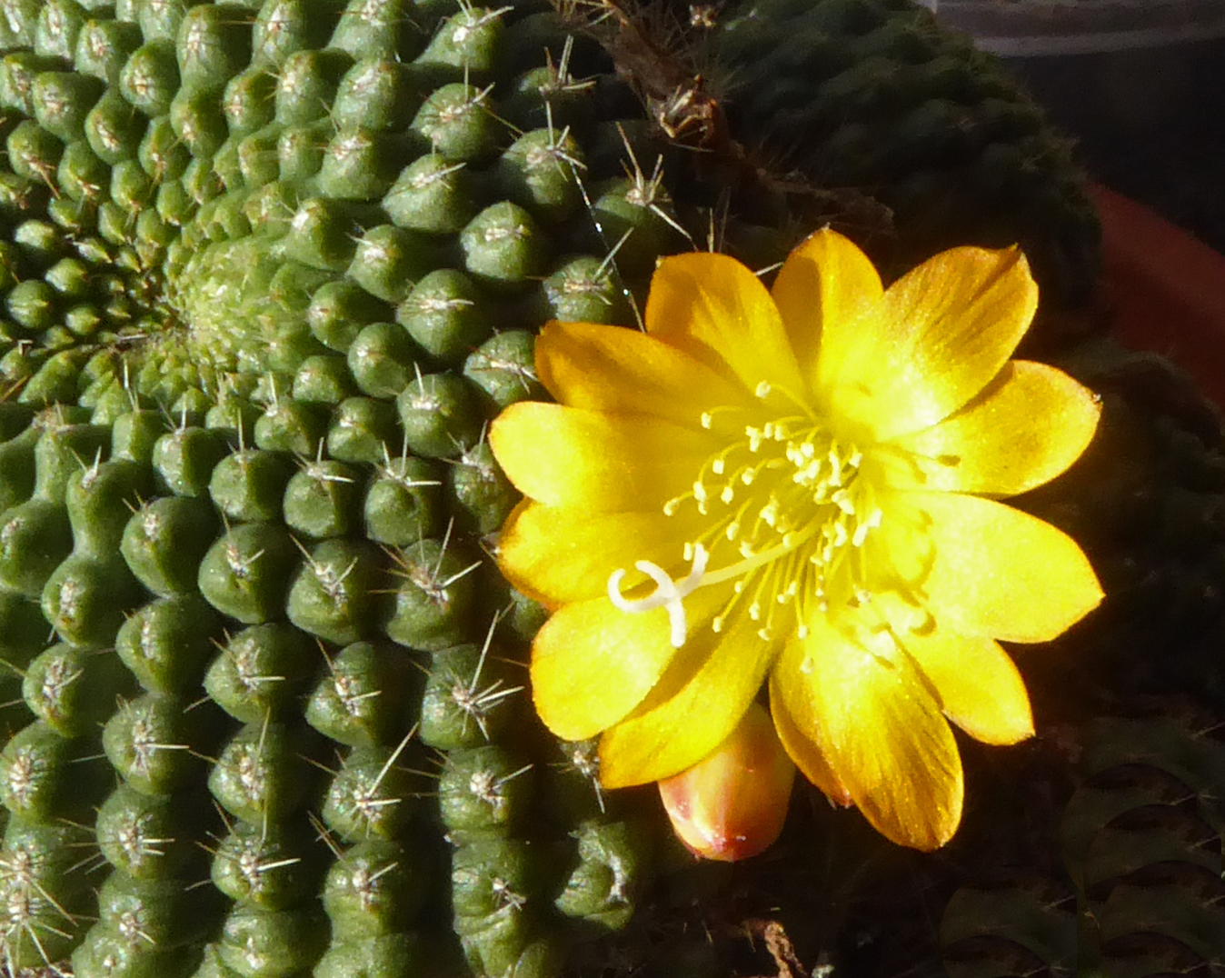 Frühlingsbote/Kaktus