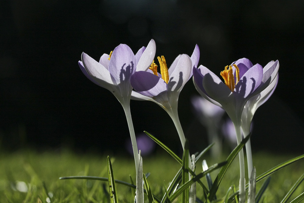 Frühlingsboten