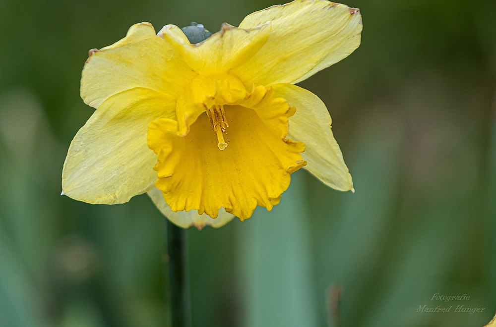 Frühlingsboten / 01.05.2021 / 02