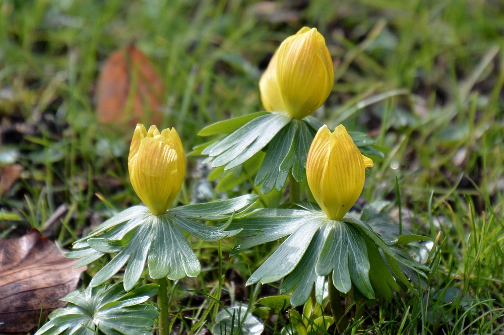 Frühlingsboten...