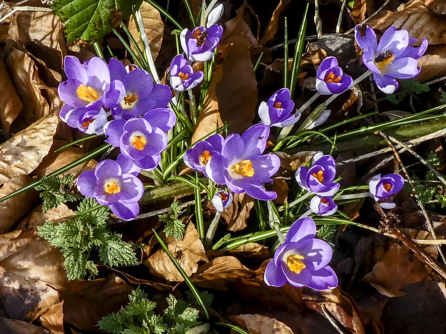 Frühlingsboten