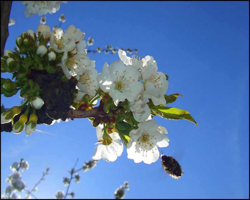 Frühlingsboten