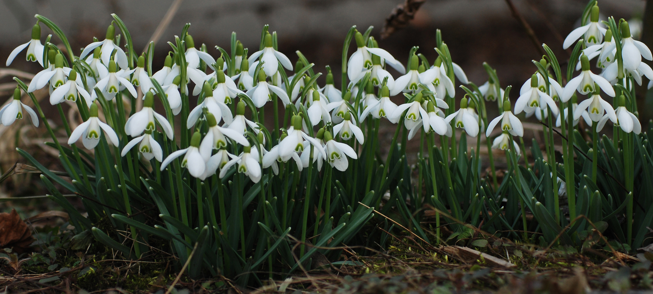 Frühlingsboten