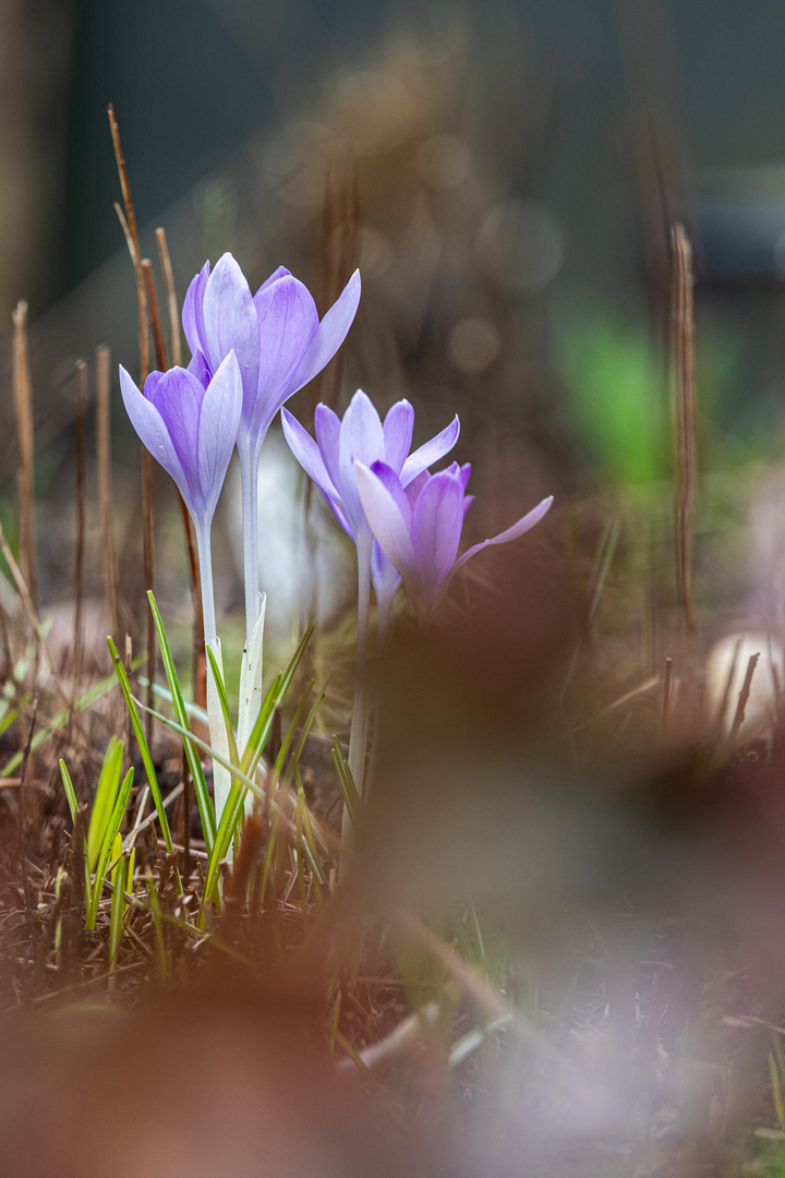 Frühlingsboten