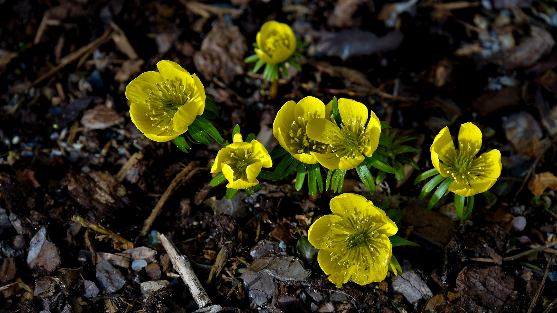 Frühlingsboten