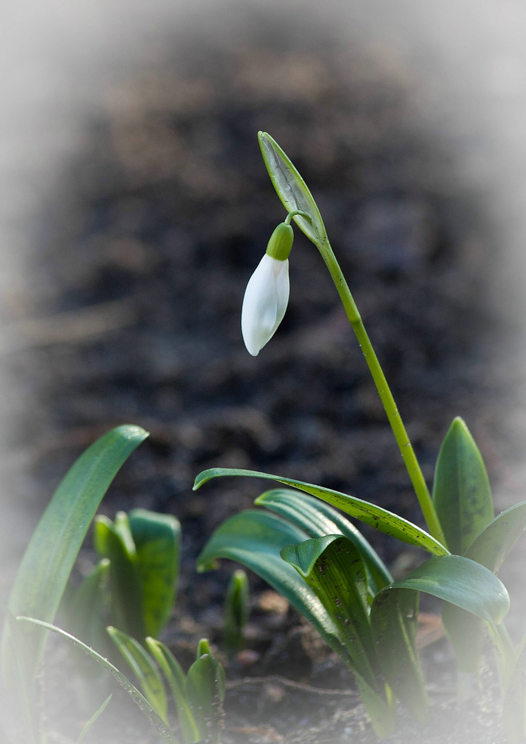 Frühlingsboten