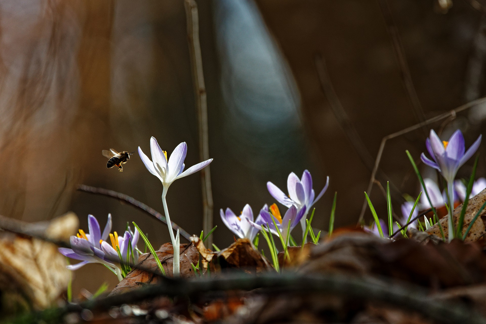 Frühlingsboten