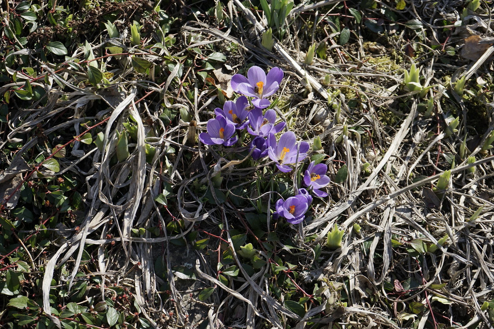 Frühlingsboten