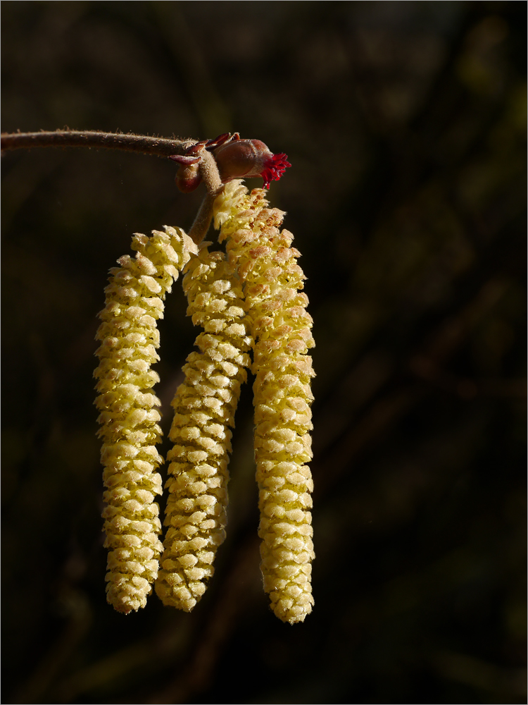 Frühlingsboten