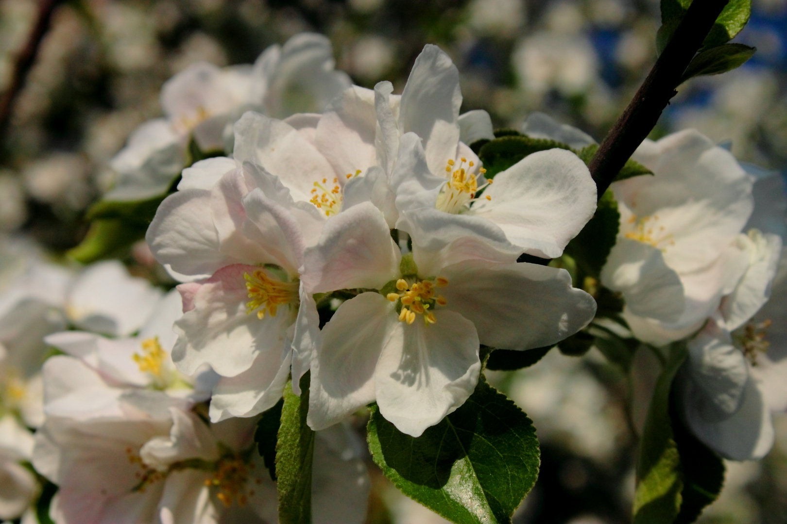 Frühlingsboten