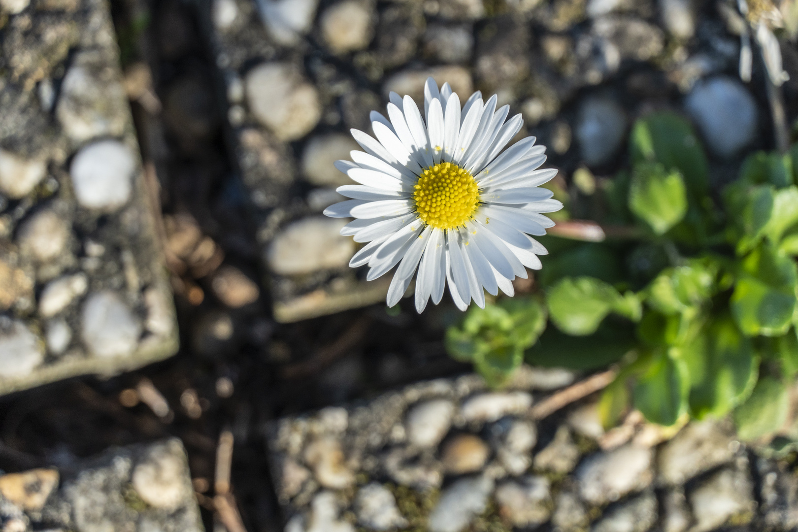 FRÜHLINGSBOTEN