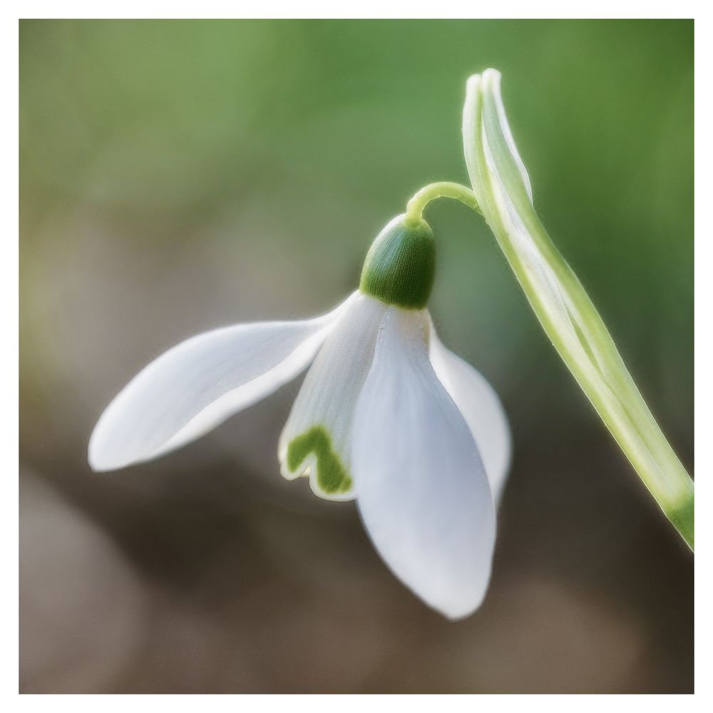 ... Frühlingsboten (1) ...