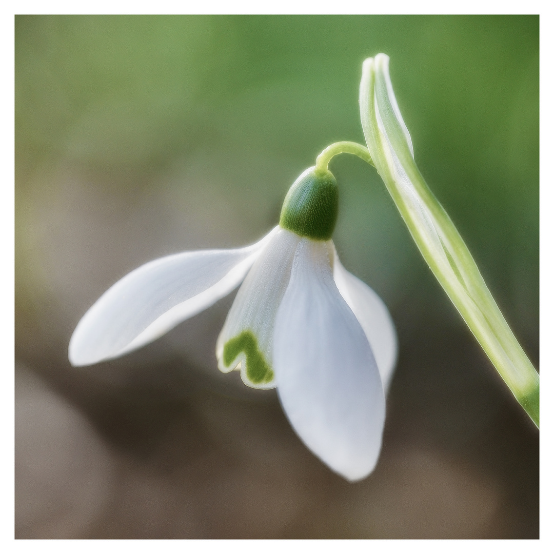 ... Frühlingsboten (1) ...