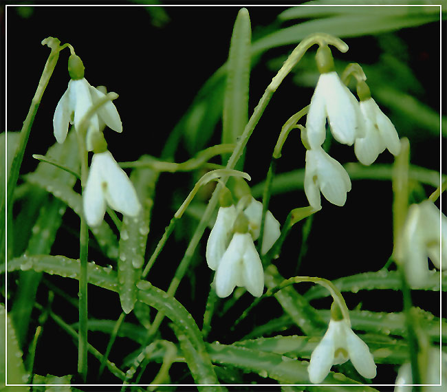 Frühlingsboten 1