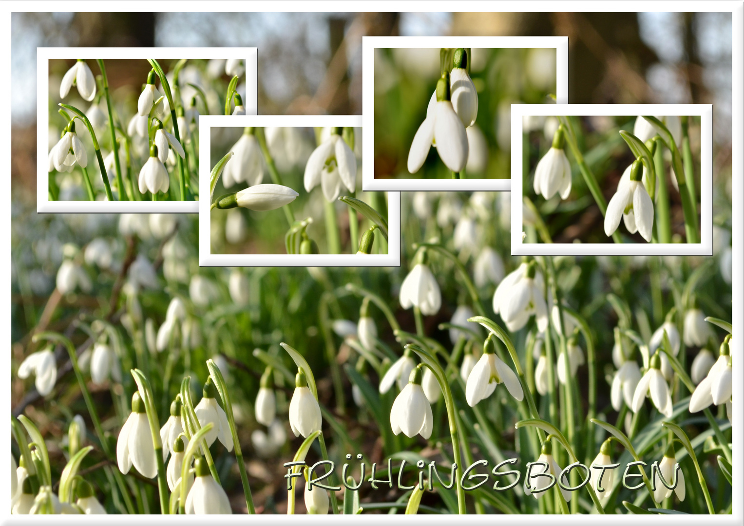 Frühlingsboten