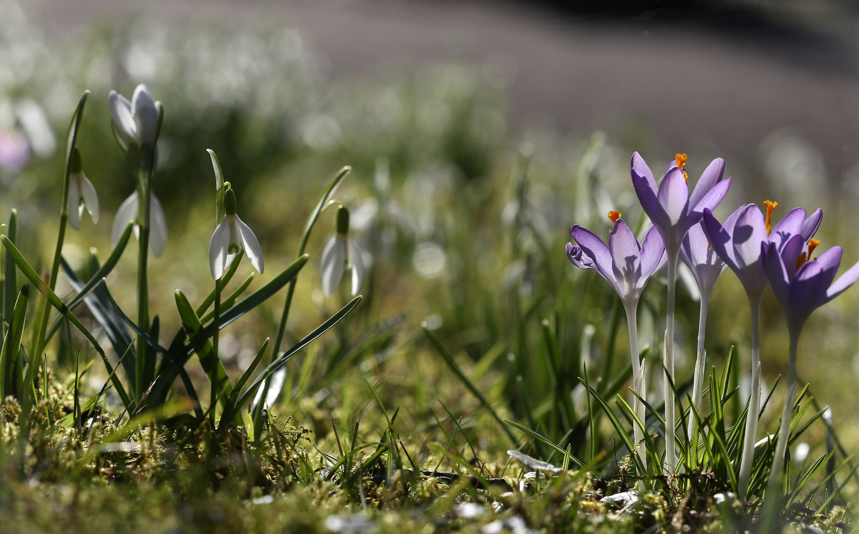Frühlingsboten Foto & Bild pflanzen, pilze & flechten, blüten