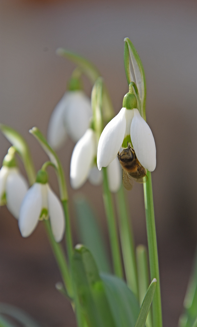 Frühlingsboten