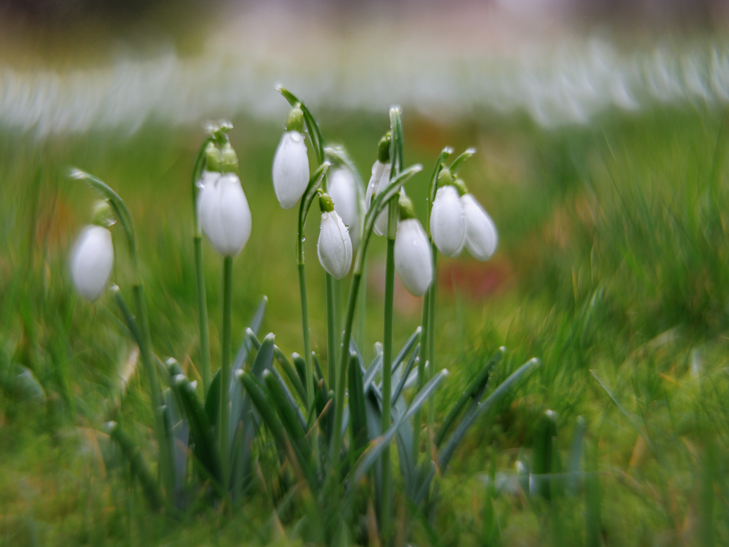 Frühlingsboten