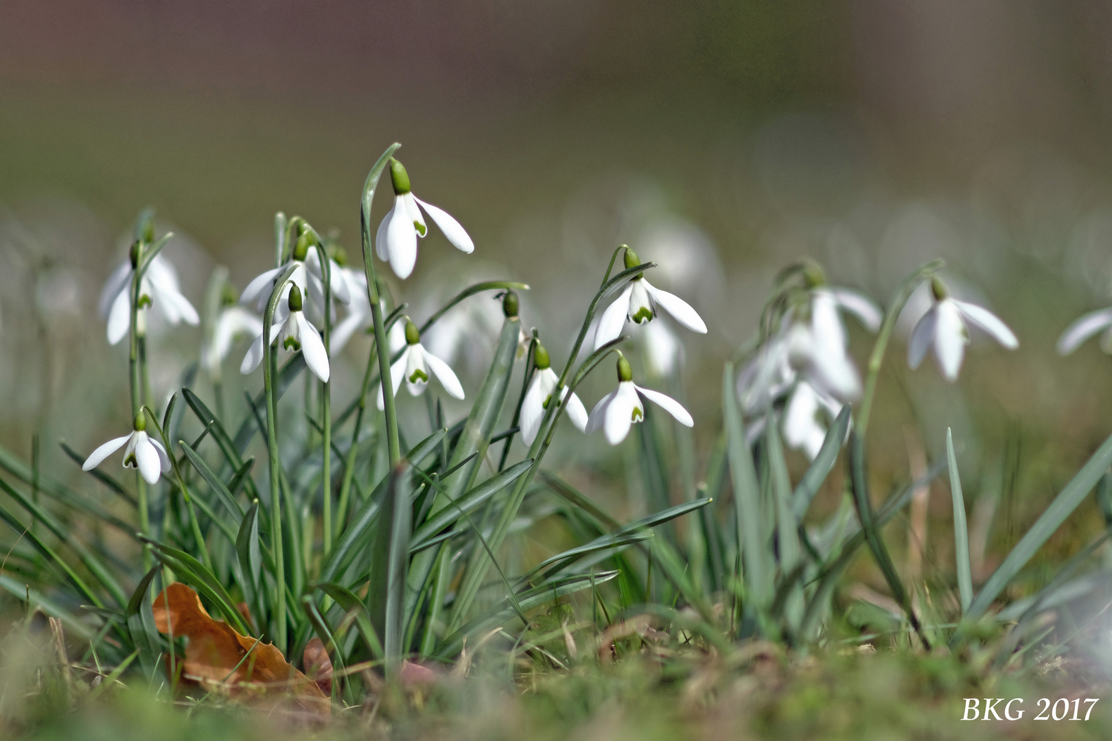 Frühlingsboten 