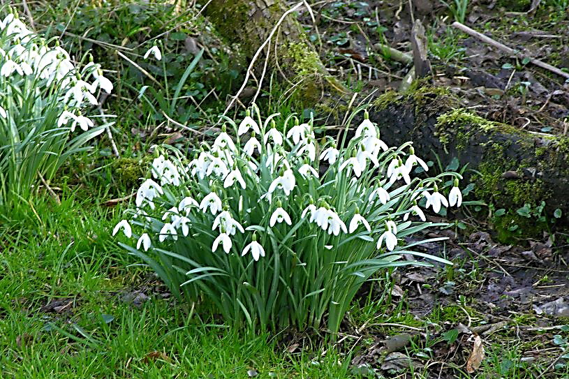 Frühlingsboten