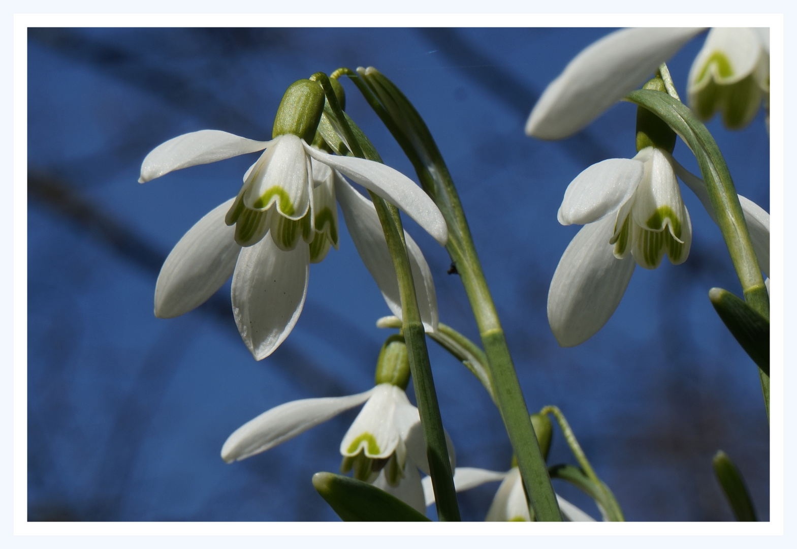 Frühlingsboten