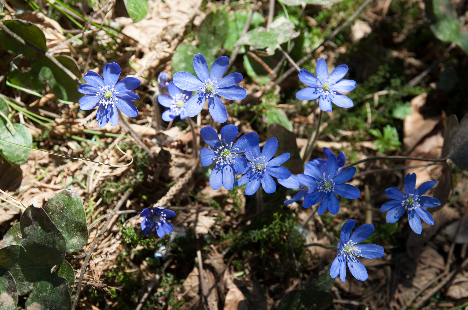 Frühlingsboten