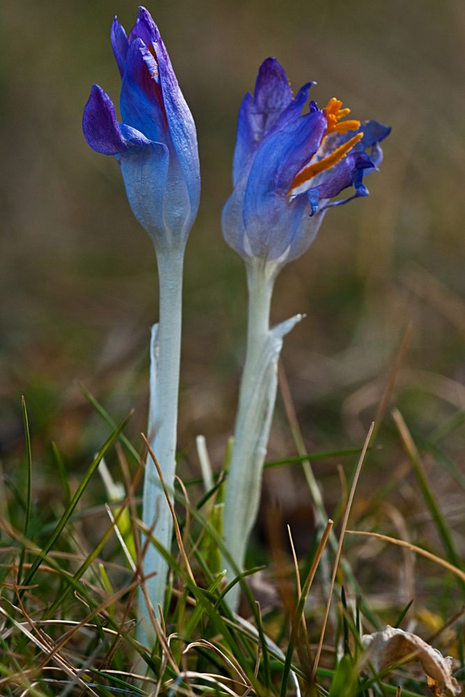 Frühlingsboten