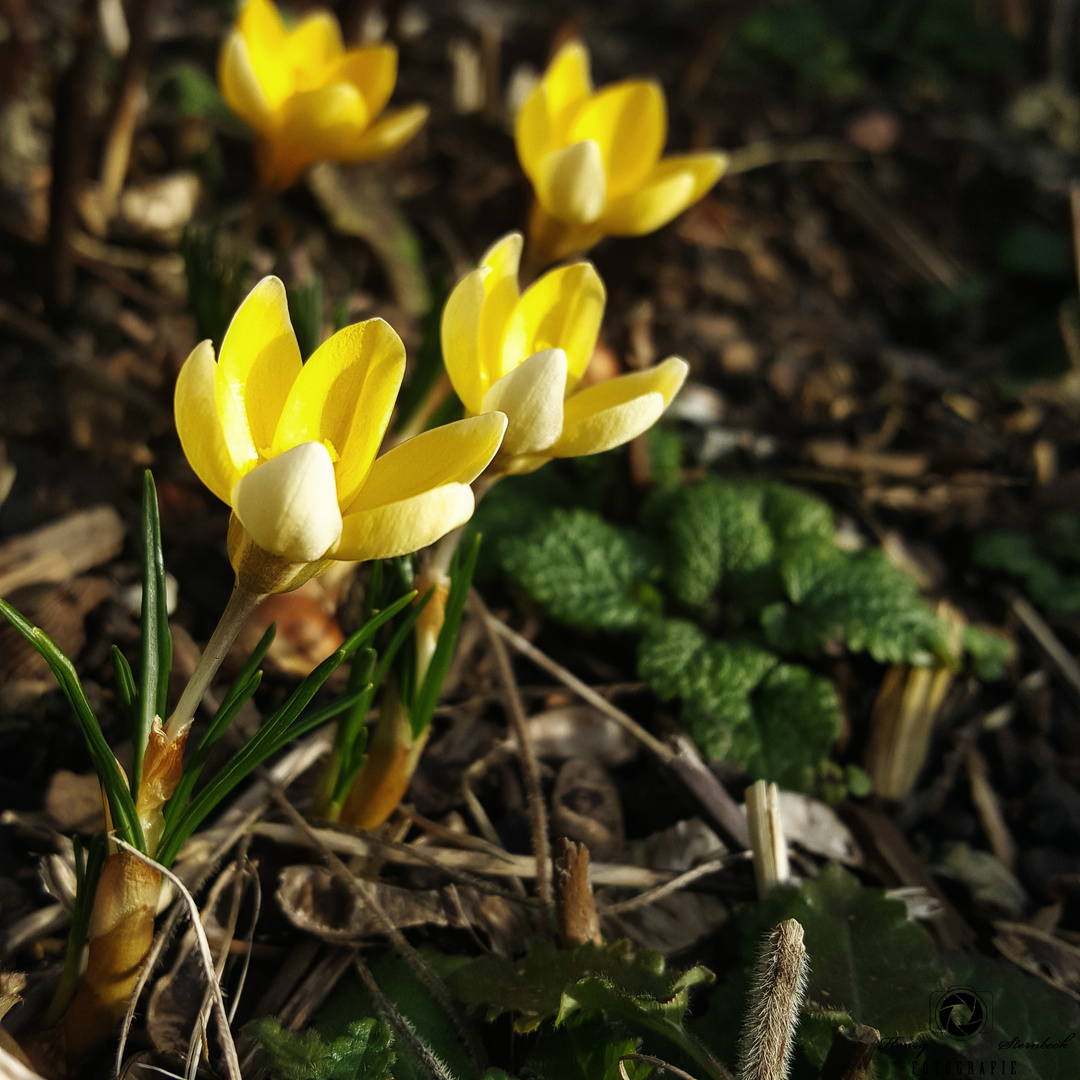 Frühlingsboten