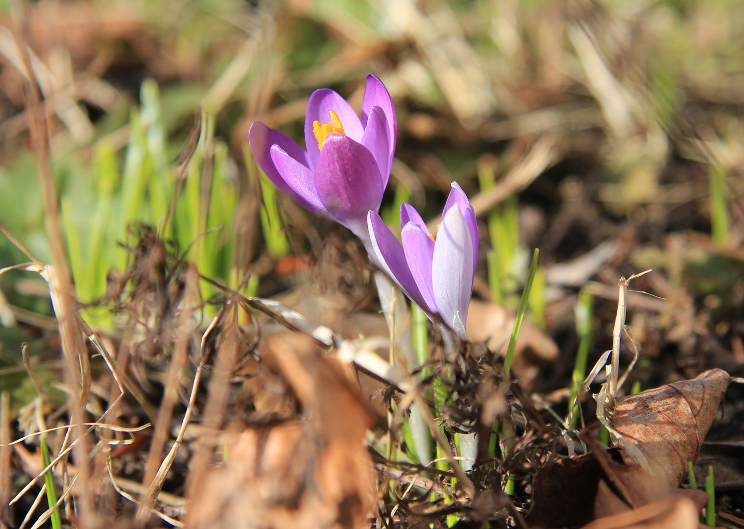 Frühlingsboten