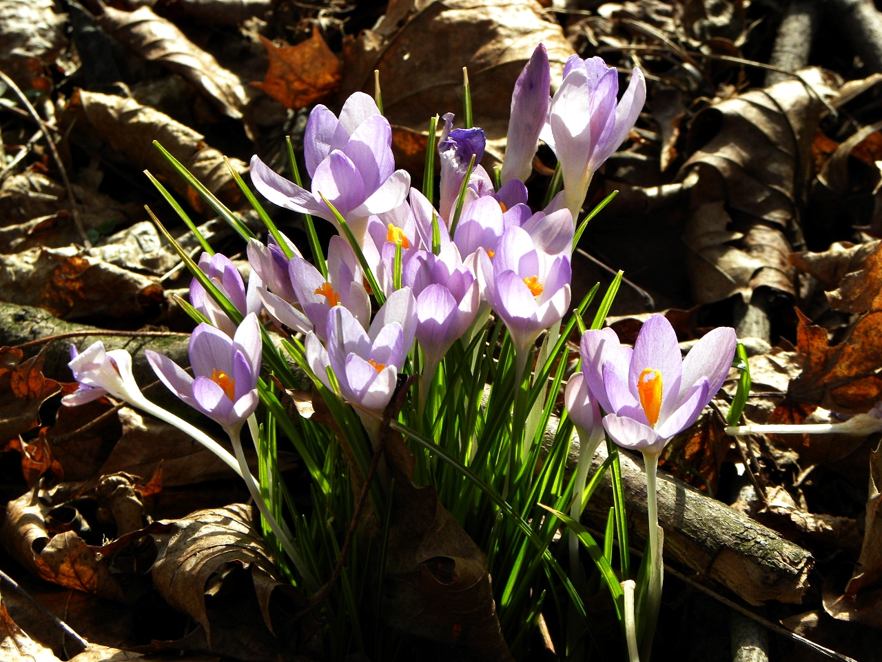 Frühlingsboten...