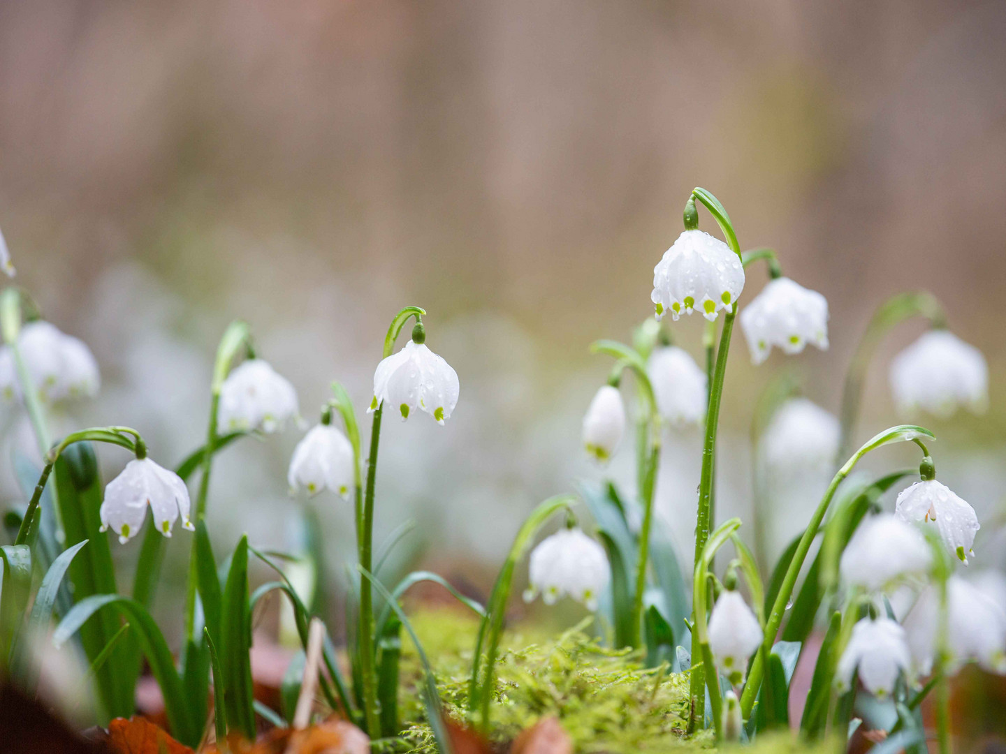 Frühlingsboten 2