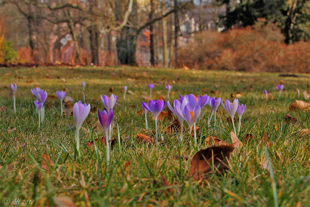 Frühlingsboten 2