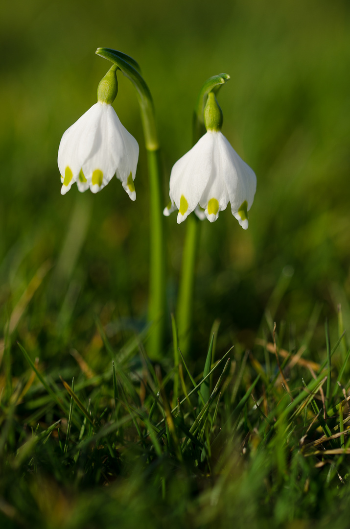 Frühlingsboten 2