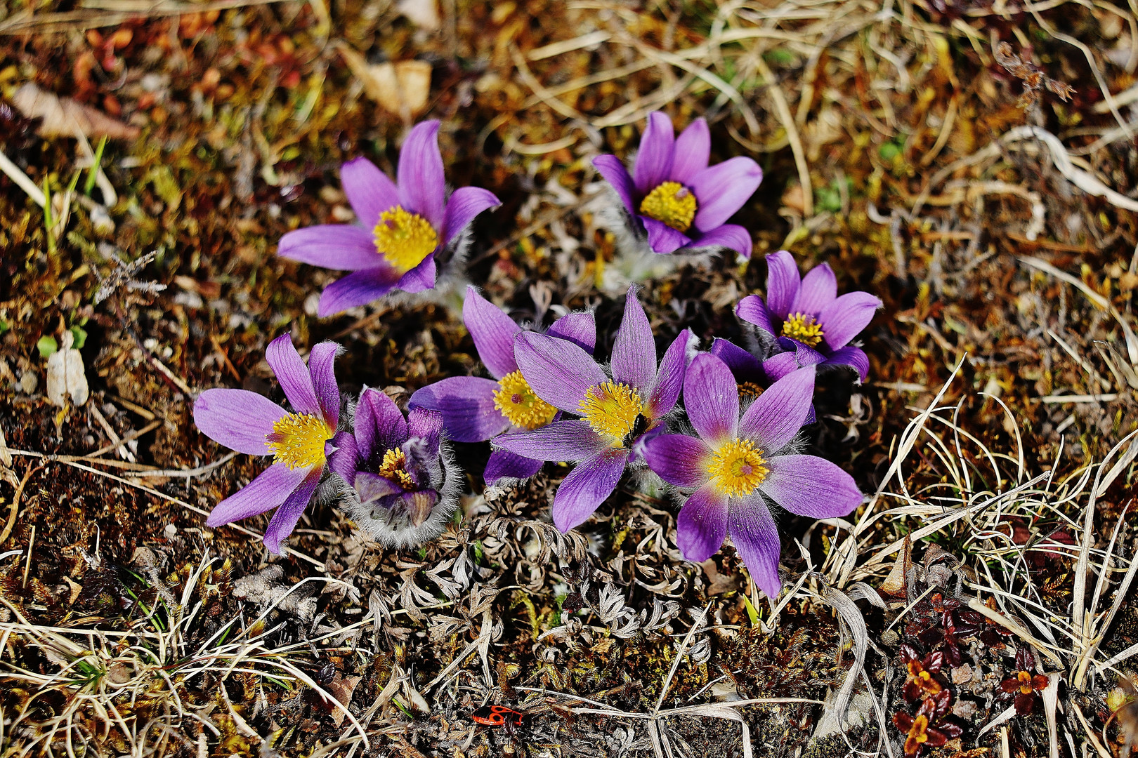 Frühlingsboten/ 2