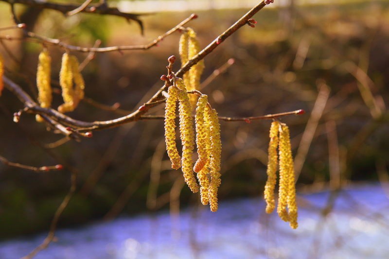 Frühlingsboten 2