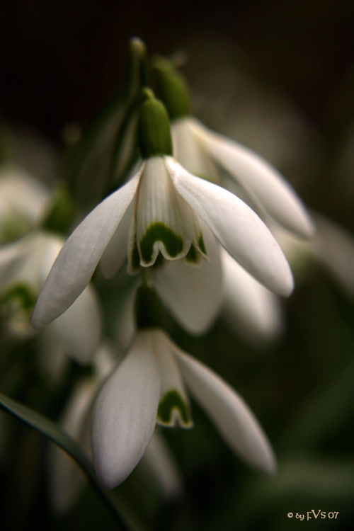 Frühlingsboten 2