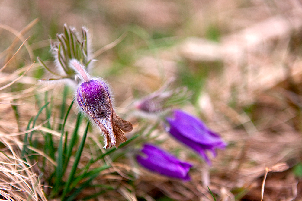 Frühlingsboten (2)