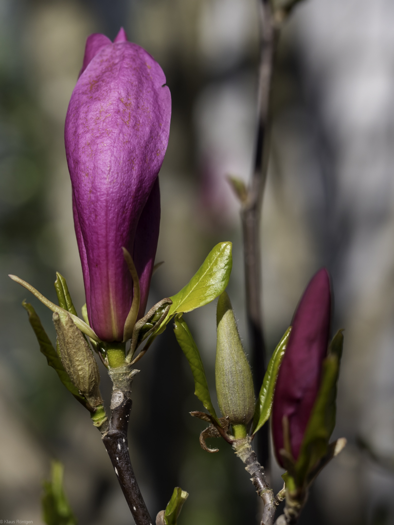 Frühlingsboten (2)