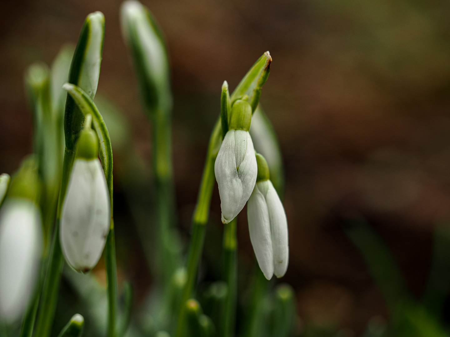 Frühlingsboten 2 .... Schneeglöckchen