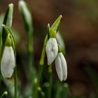 Frühlingsboten 2 .... Schneeglöckchen