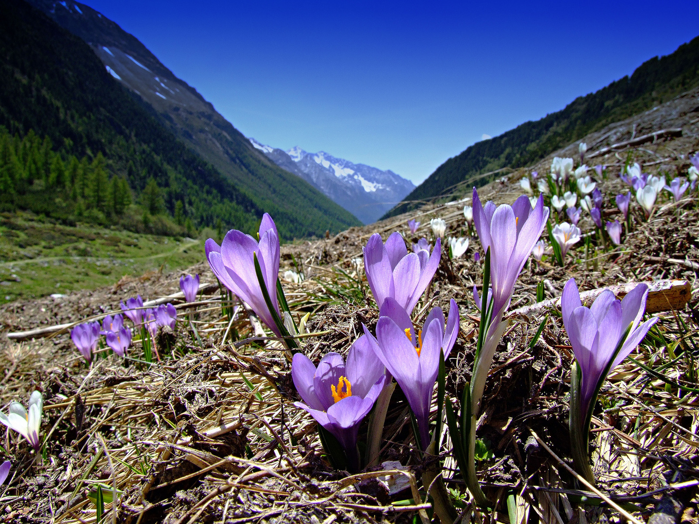 Frühlingsboten 2009