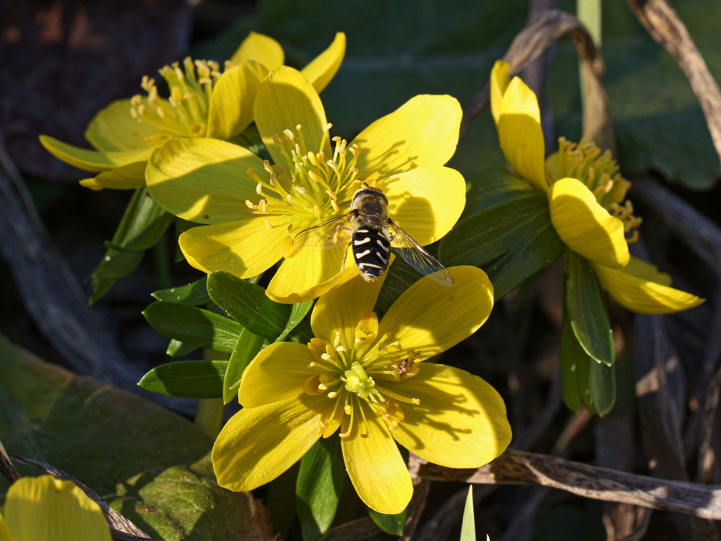 Frühlingsboten (2019_02_15_EOS 100D_4112_ji)