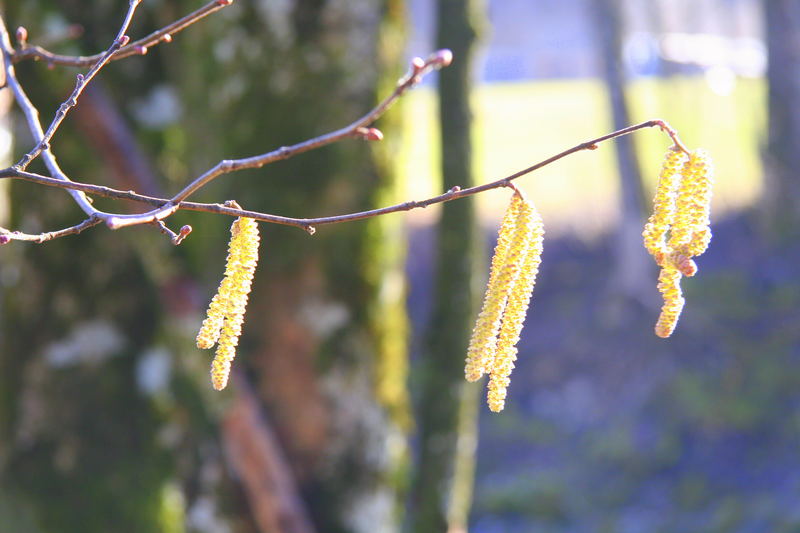 Frühlingsboten