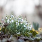 ... Frühlingsboten ...