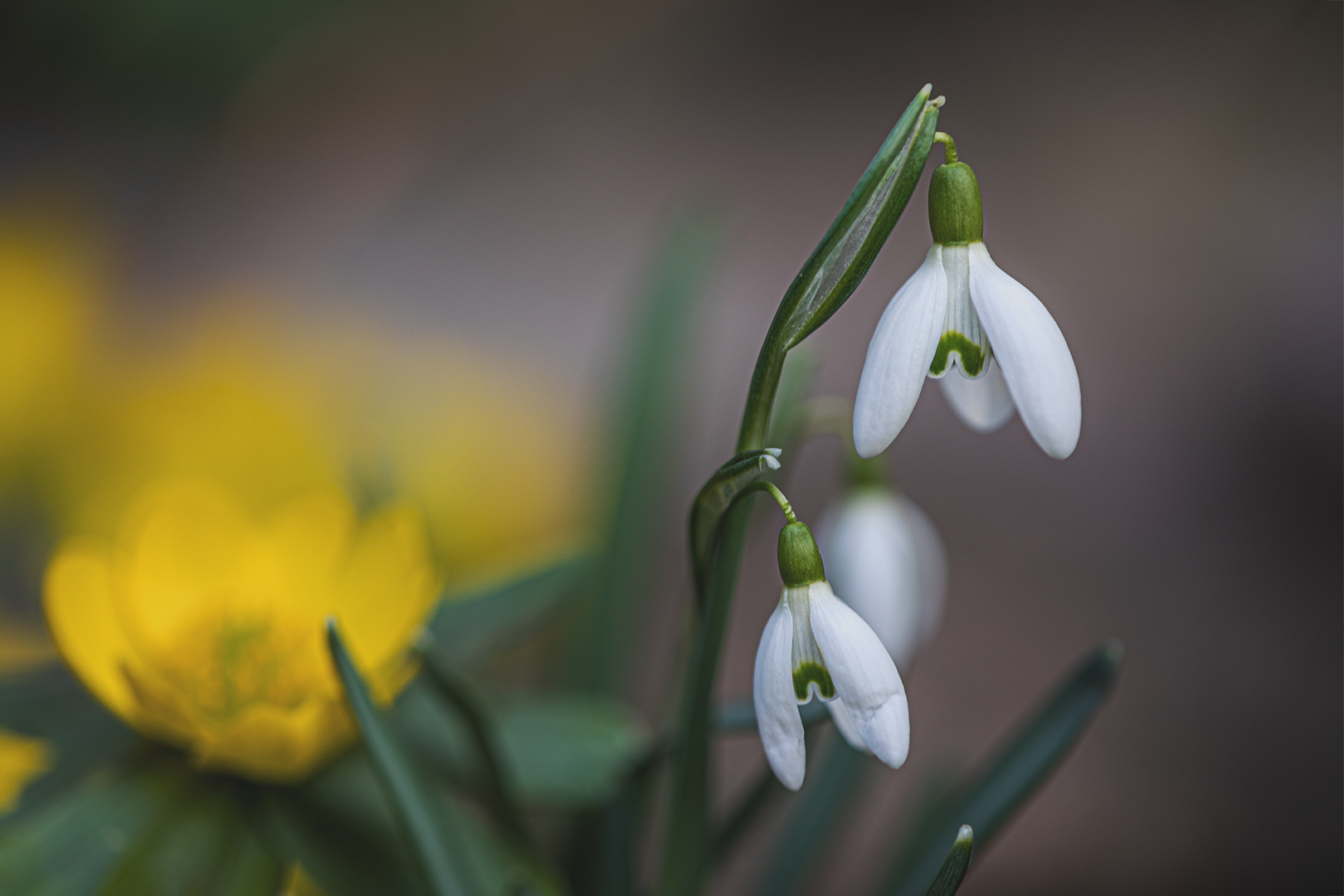 Frühlingsboten